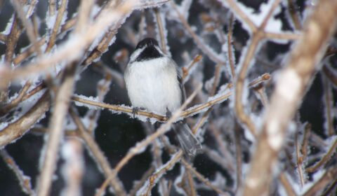 Chickadee on an icy branch